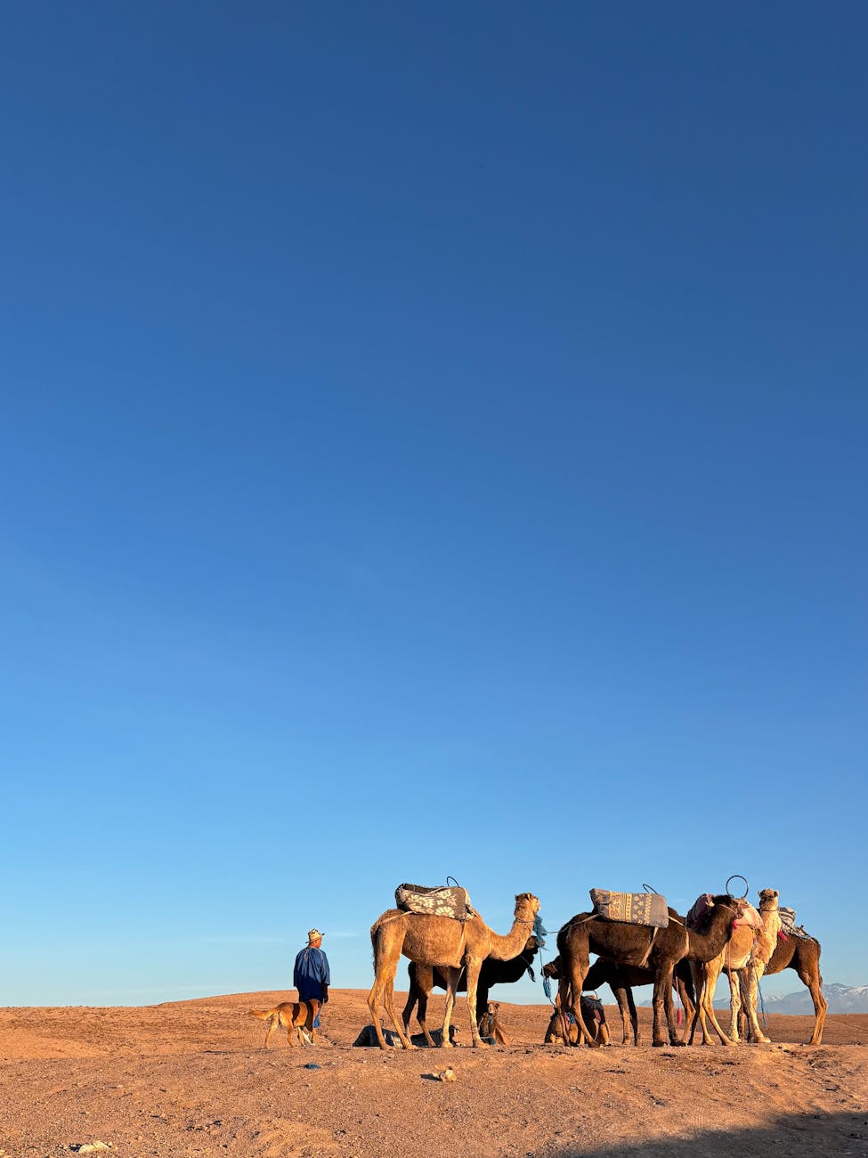 camels and handler in the moroccan desert